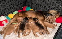 Cocker Spaniel dogs for sale: Champion bloodline KC Show Cocker Spaniel Puppies - Image 2