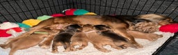 Cocker Spaniel dogs for sale: Champion bloodline KC Show Cocker Spaniel Puppies - Advert 4