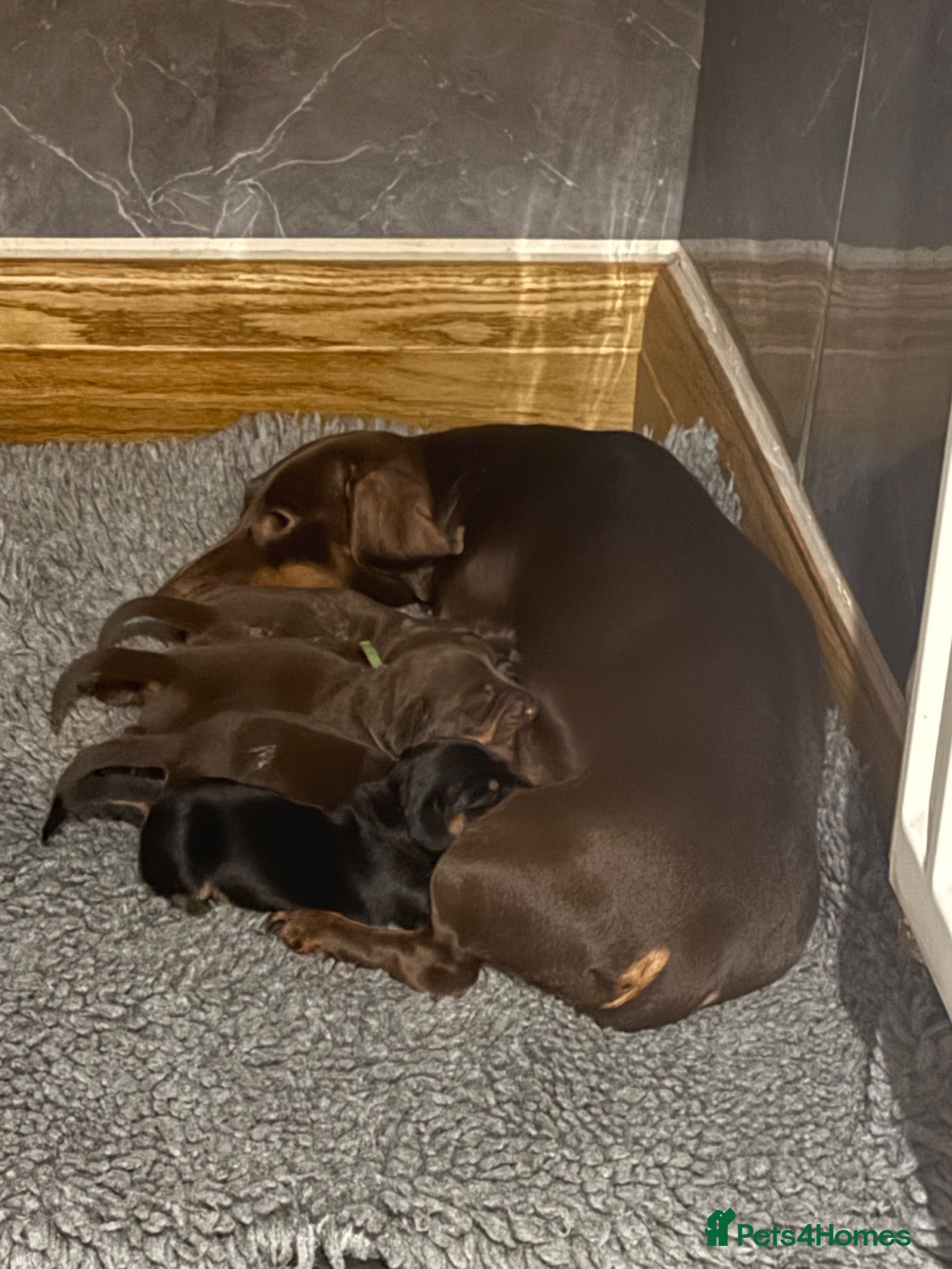 Miniature Dachshund dogs Beautiful KC registered miniature dachshunds - Advert 1