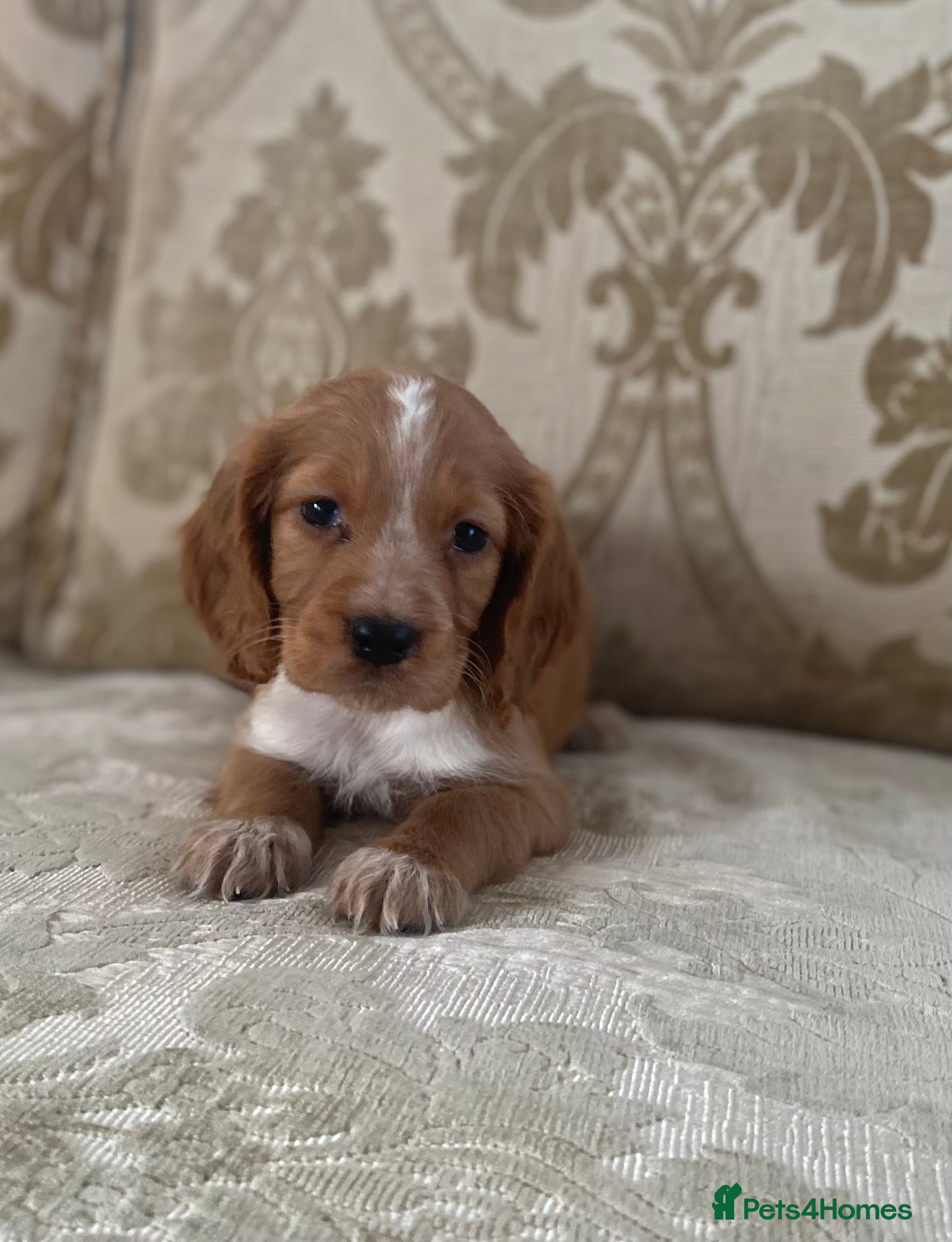 Cocker Spaniel dogs Beautiful cocker spaniel’s for sale - Advert 6