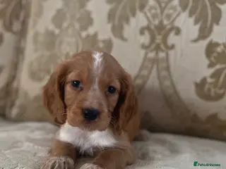 Cocker Spaniel dogs Beautiful cocker spaniel’s for sale - Advert 1