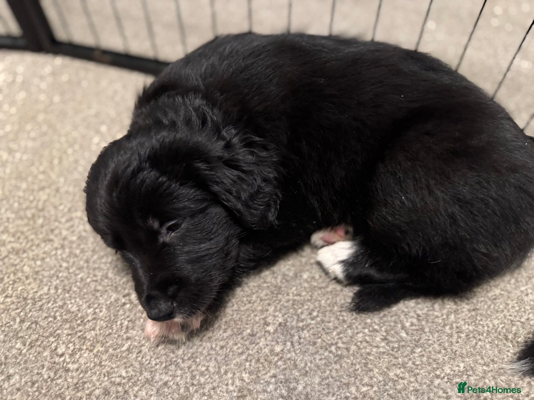 Mixed Breed dogs for sale: 🐾 Golden Retriever × Border Collie Puppies - Advert 9