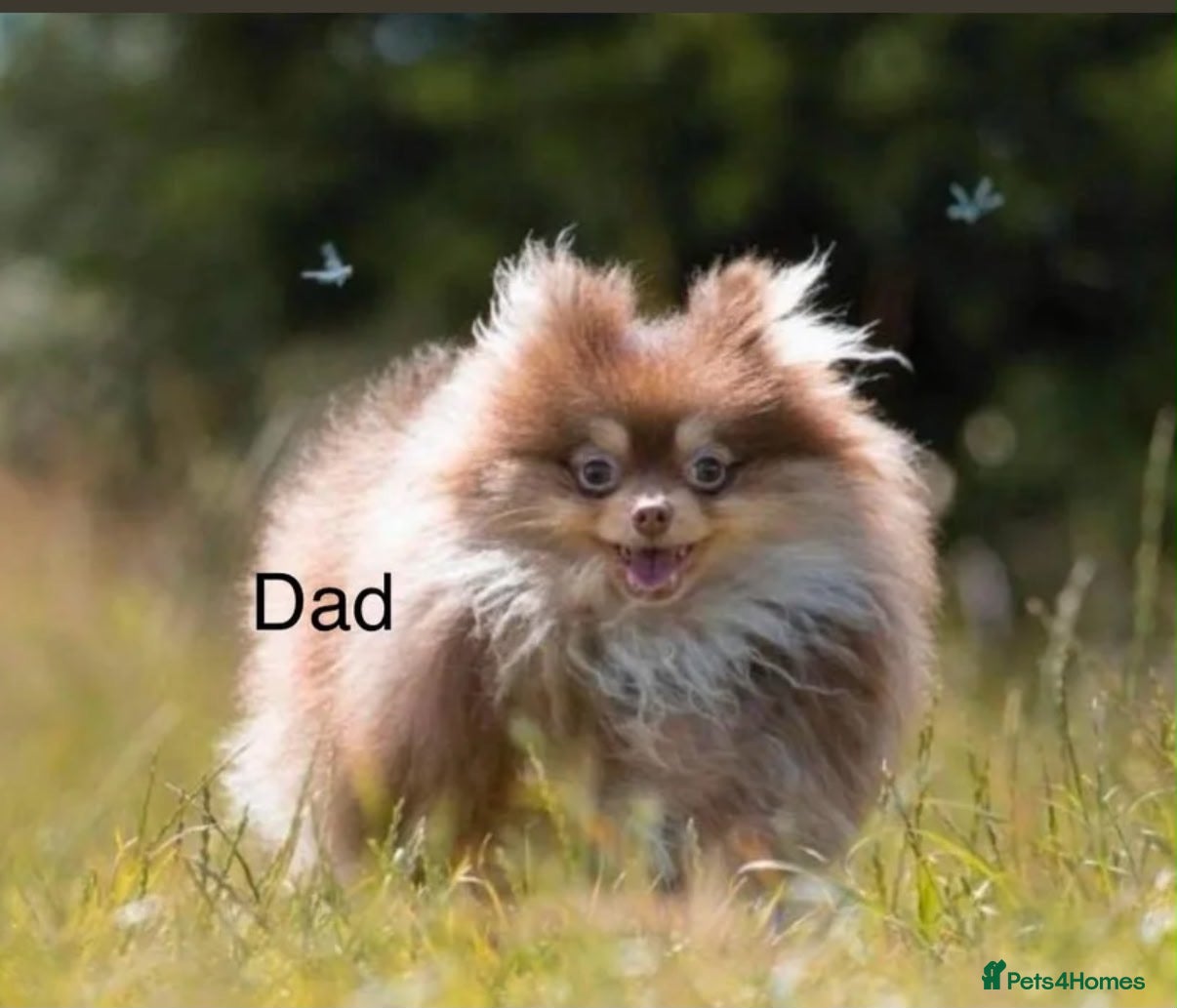 Pomeranian dogs Beautiful Pomeranian Puppies - Advert 2