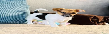 Puppy 3
