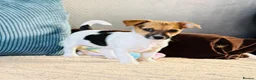 Jack Russell dogs for sale: Jack Russell Terrier puppies – ready for new homes - Advert 11