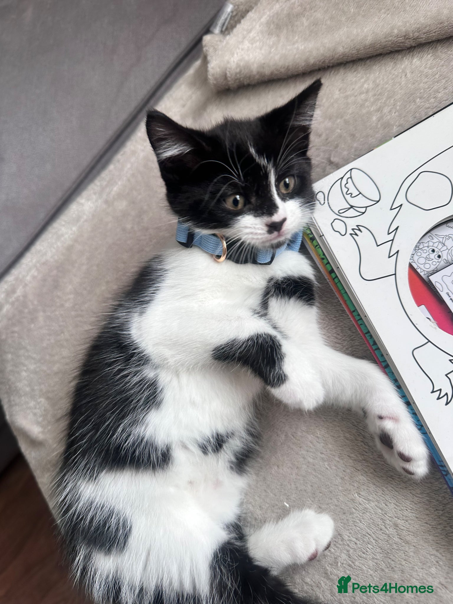 Mixed Breed cats Beautiful 8week old kittens  - Advert 3
