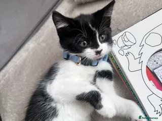 Mixed Breed cats Beautiful 8week old kittens - Advert 2