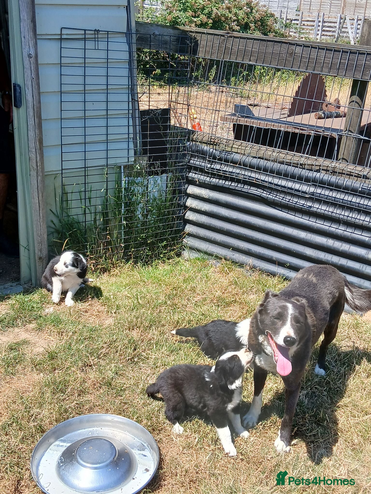 Border Collie dogs Long coated border collie puppies - Advert 2