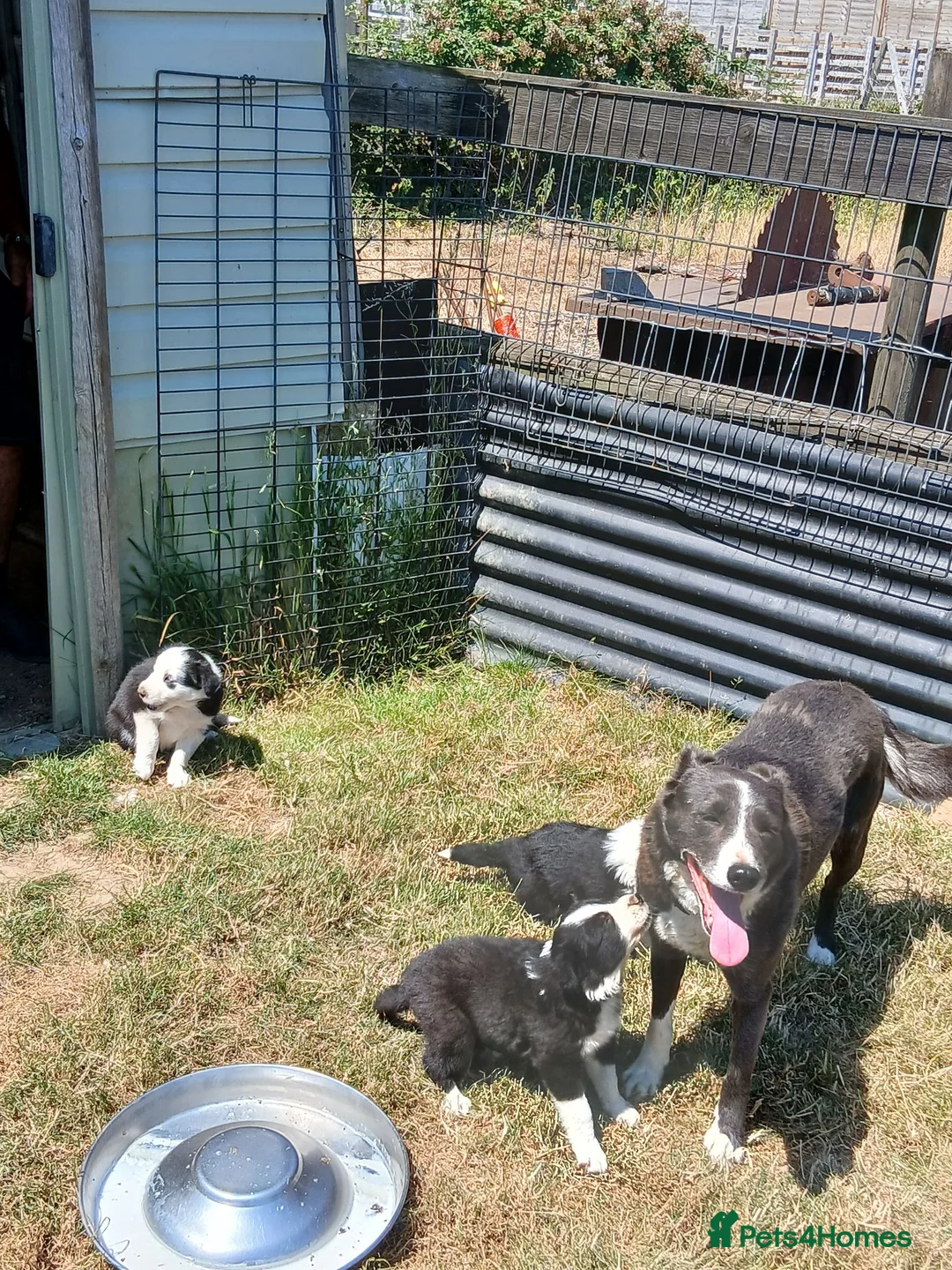 Border Collie dogs for sale: Long coated border collie puppies - Advert 2