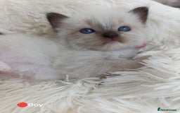 Ragdoll cats for sale: Stunning Ragdolls kittens  - Image 5