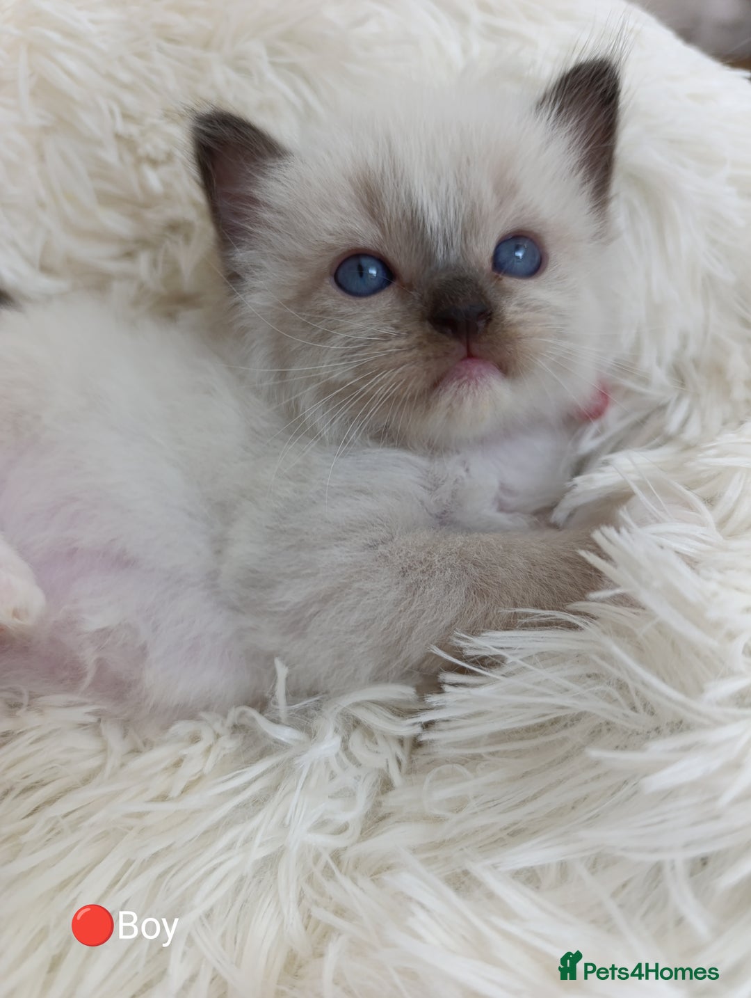 Ragdoll cats for sale: Stunning Ragdolls kittens  - Image 5