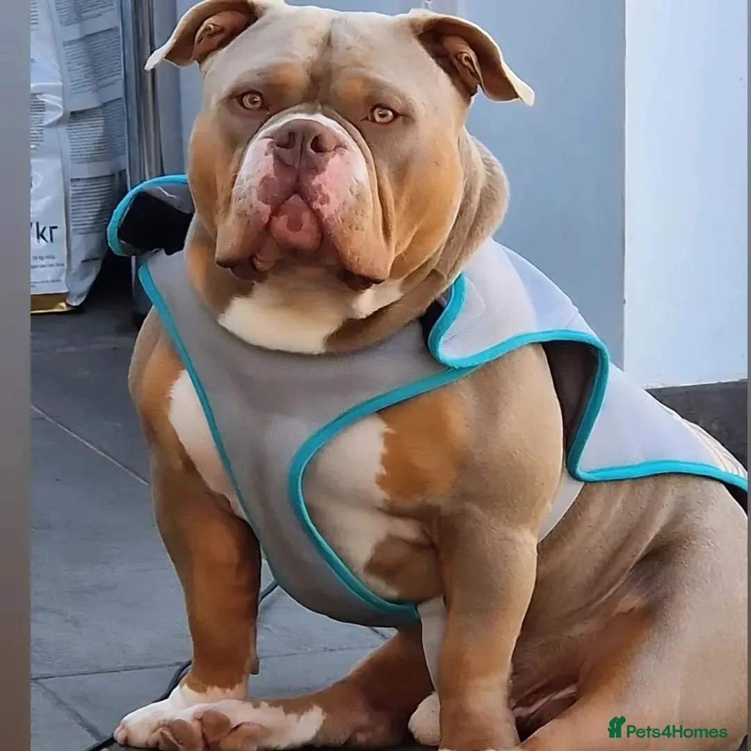 American Bully dogs for stud: American Pocket Bully PROVEN ! in Dartford - Advert 3