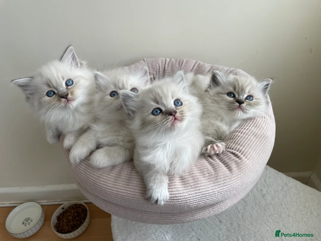 Ragdoll cats for sale: Fluffy Ragdoll Kittens, - Advert 2