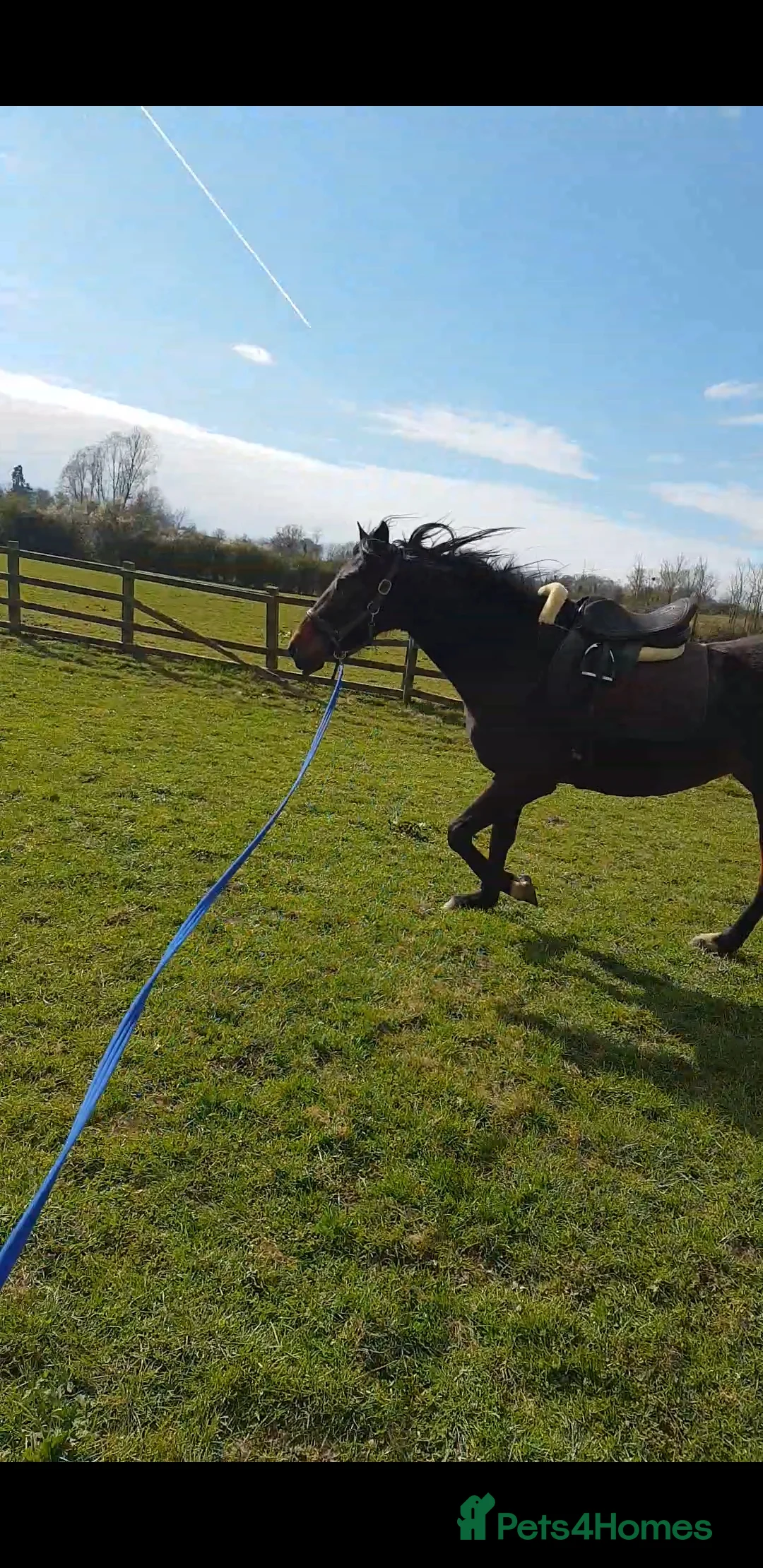 English Thoroughbred horses for sale: Bay mare 15h - Advert 5