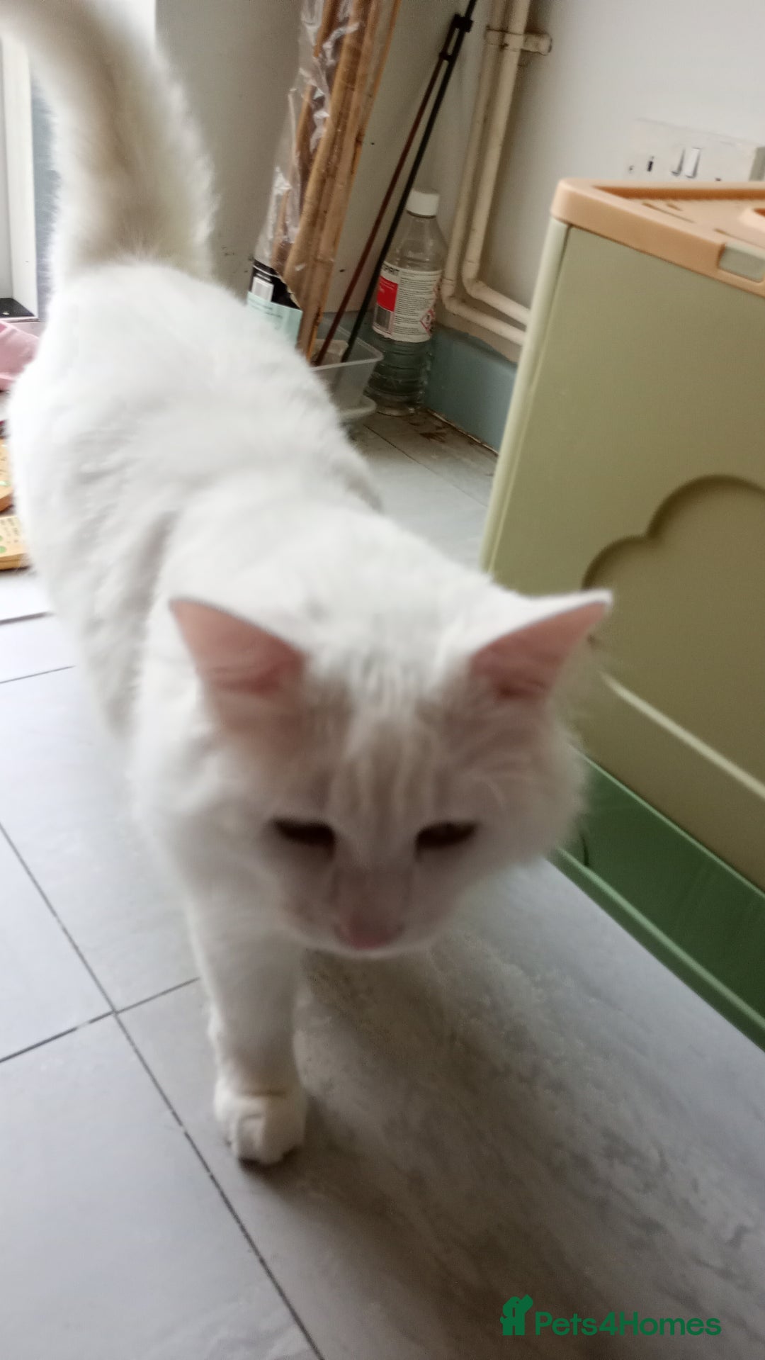 Ragdoll cats for sale: Turkish Angora  - Image 3