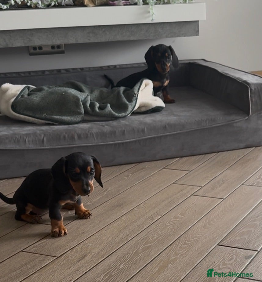 Miniature Dachshund dogs Ready to go! KC Miniature Dachshunds - Advert 1