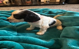 Cocker Spaniel dogs for sale: Georgous blue roan cocker spaniels - Image 5