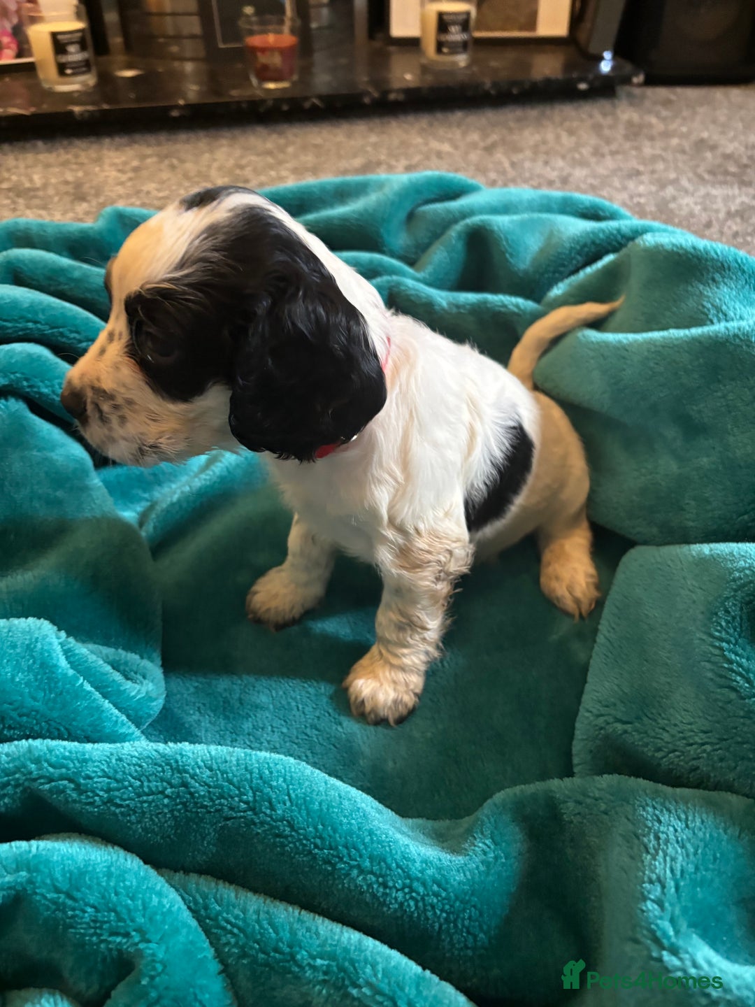 Cocker Spaniel dogs for sale: Georgous blue roan cocker spaniels - Image 5