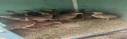 Patridge poultry for sale: Selling Silver  partridges Age 3 months old . - Advert 3