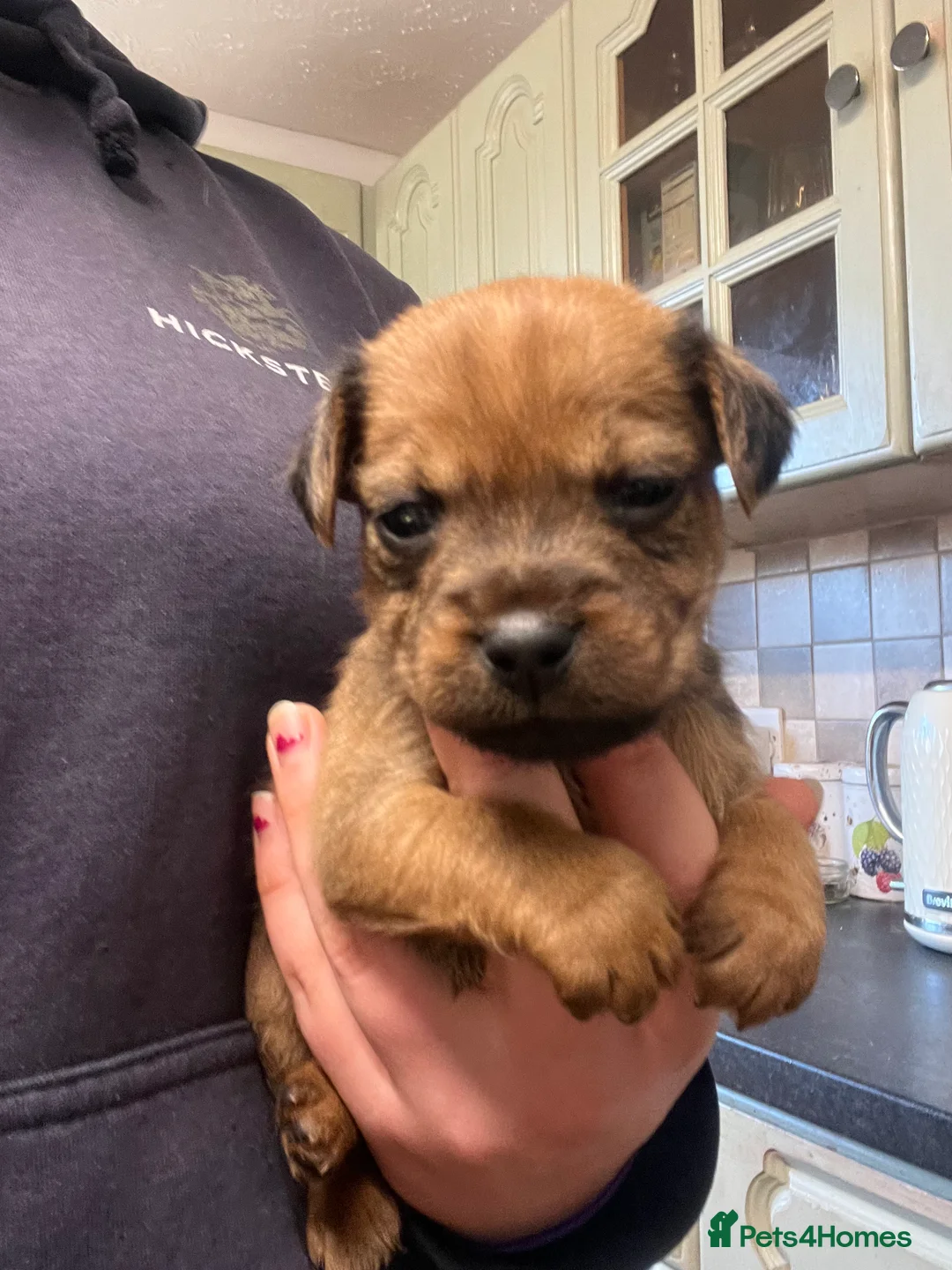 Lakeland Terrier dogs for sale: Lakeland puppies  - Advert 9