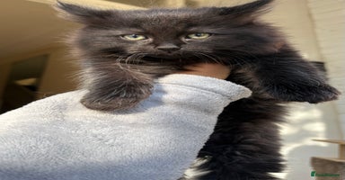 Mixed Breed cats - Advert 11