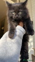 Mixed Breed cats - Advert 9