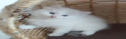 Ragdoll cats for sale: RAGDOLLS BICOLOUR GIRL BOY BLUE EYES  - Advert 12