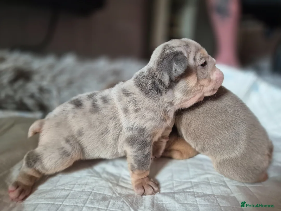 English Bulldog dogs for sale: Stunning Lilac Bulldogs - Advert 2