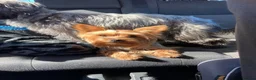 Yorkshire Terrier dogs for sale: KC Registered Yorkshire Terrier Puppies  - Advert 5
