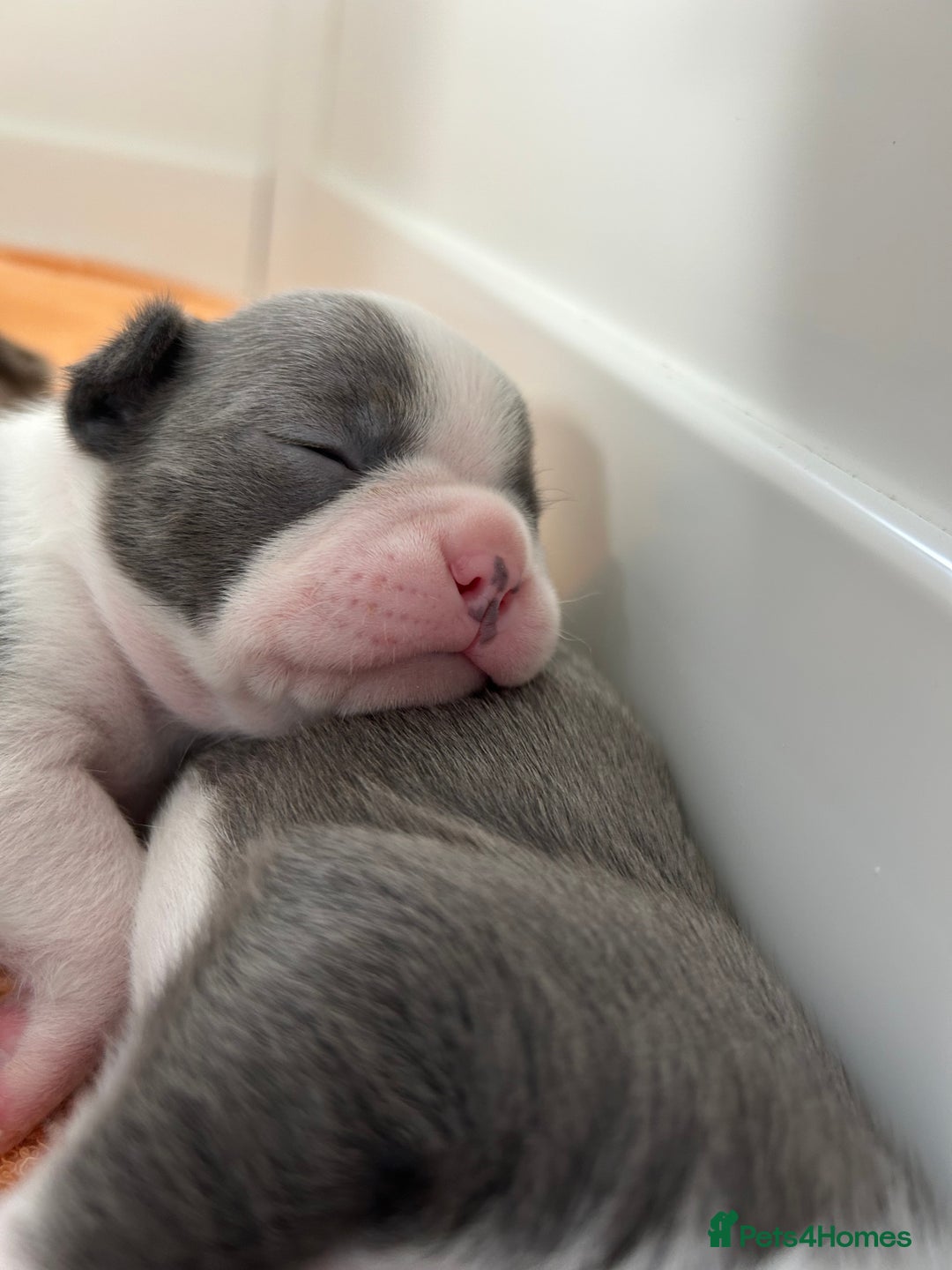 Boston Terrier dogs for sale: Stunning KC registered litter - Image 10