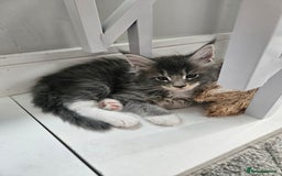 Maine Coon cats for sale: Maine coon kittens  - Image 10