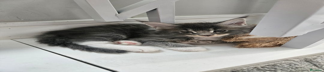 Maine Coon Kitten 3
