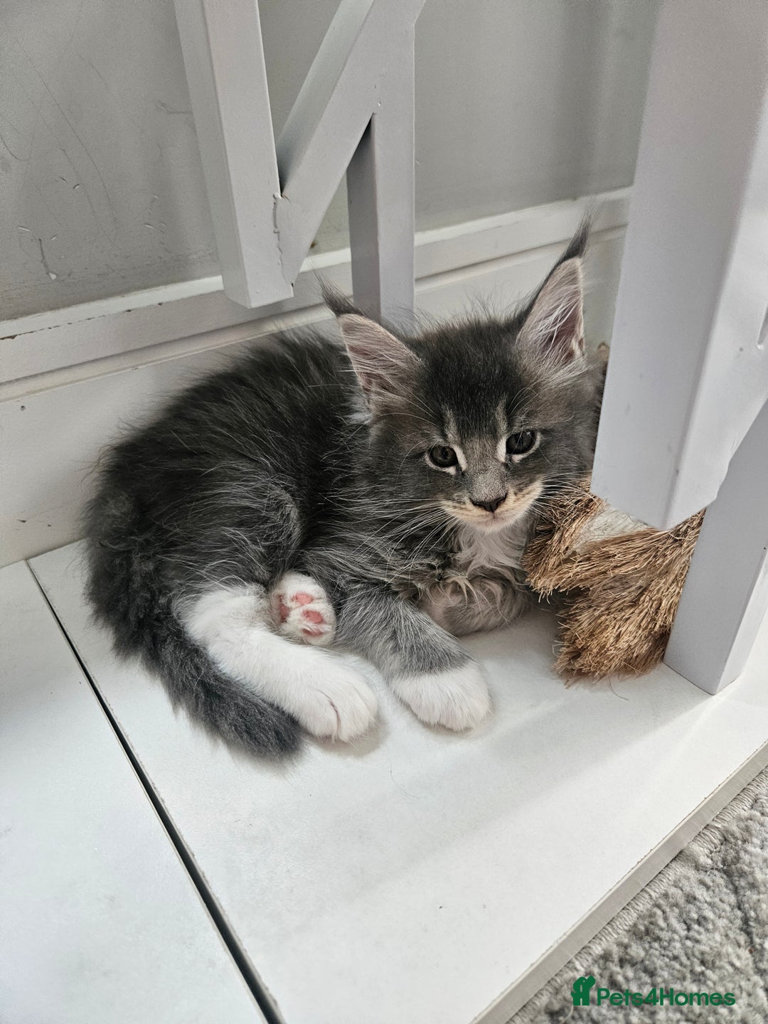 Maine Coon cats for sale: Maine coon kittens  - Image 10