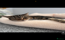 Domestic Shorthair cats for sale: Milo  - Image 4