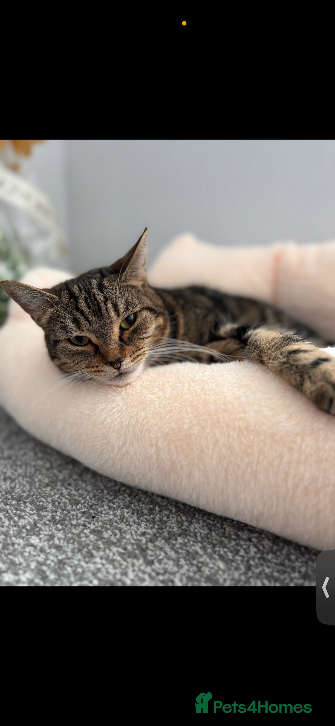 Domestic Shorthair cats for sale: Milo  - Image 4