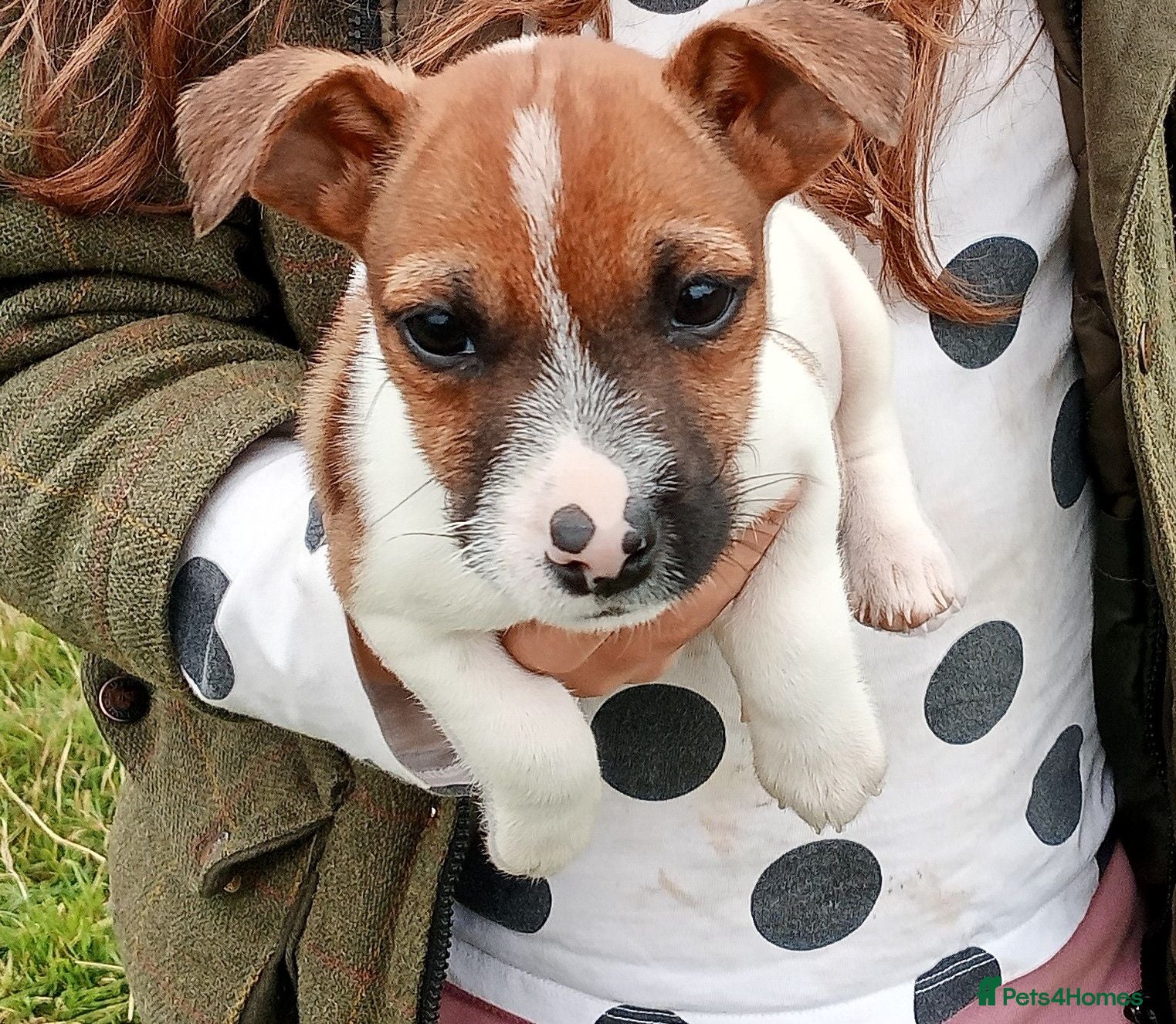 Jack Russell dogs Working Jack Russell Puppies  - Advert 2