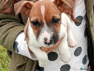 Jack Russell dogs Working Jack Russell Puppies - Advert 2