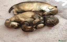 Miniature Schnauzer dogs for sale: Adorable Miniature Schnauzer Puppies - Image 4