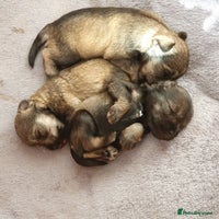 Miniature Schnauzer dogs - Advert 7