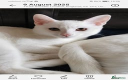 Mixed Breed cats for sale: Ready for new family  - Image 20