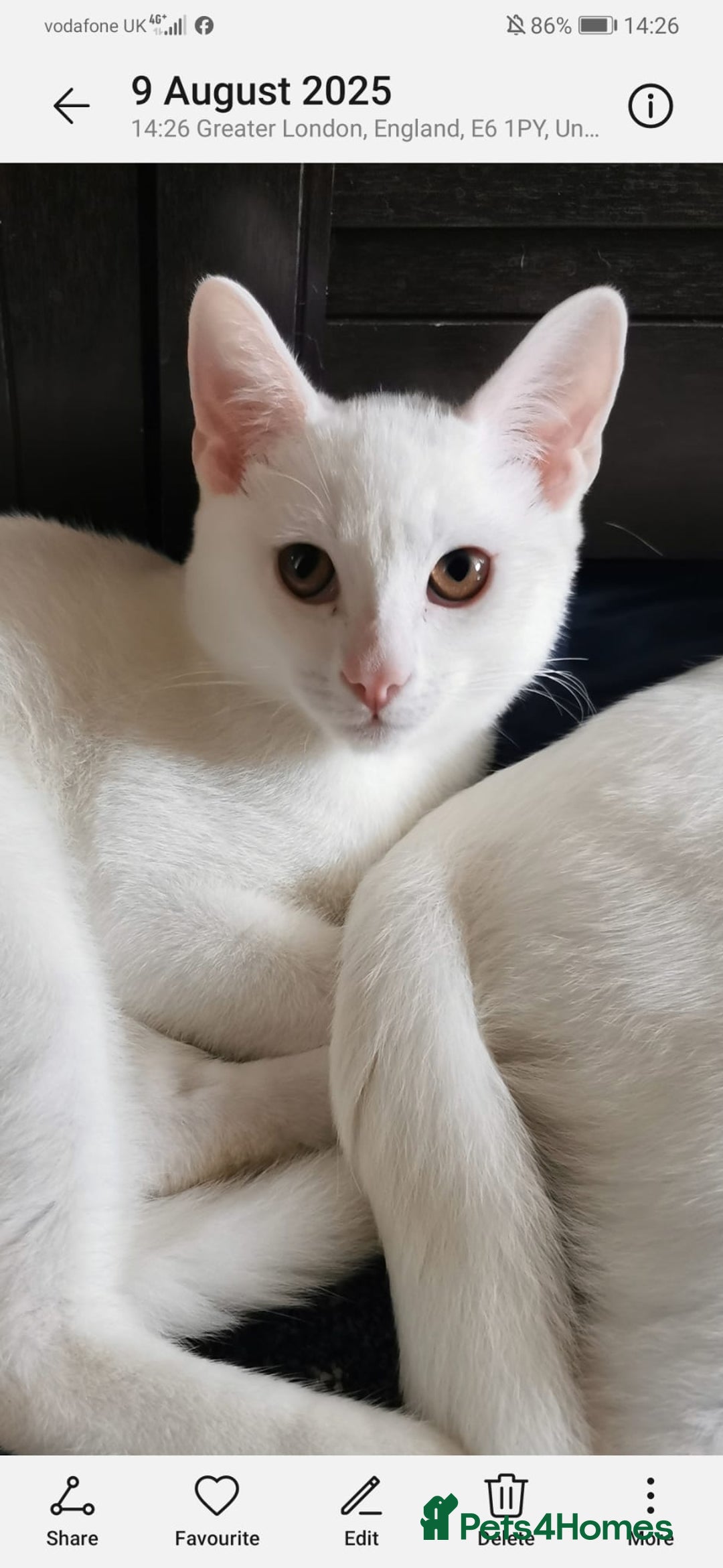 Mixed Breed cats for sale: Ready for new family  - Image 20