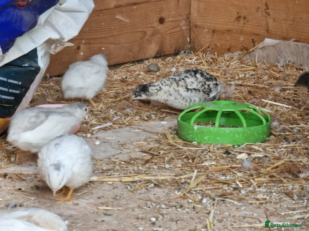 Quail poultry for sale: Button quail male and female  - Advert 1