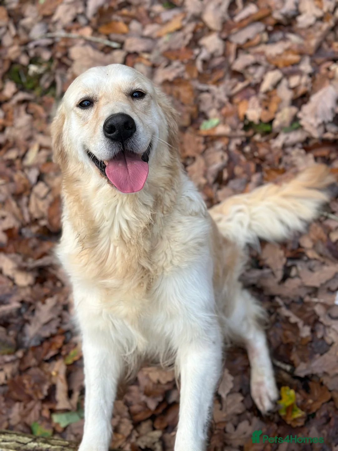 Golden Retriever dogs for sale: Golden Retriever puppies - Advert 1