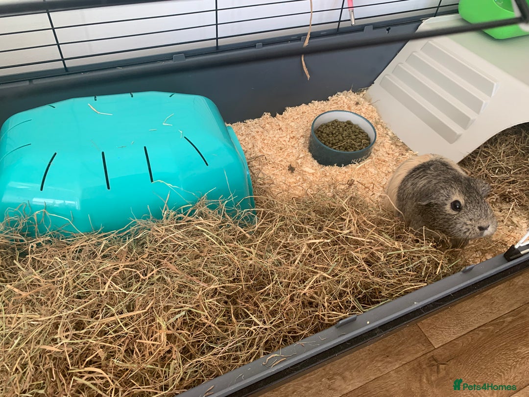 Guinea Pig rodents for sale: 2 Female Guinea Pigs and Set Up - Image 4