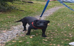 Mixed Breed dogs for adoption: 💖🐶 NICOL 🐶💖 - Image 24