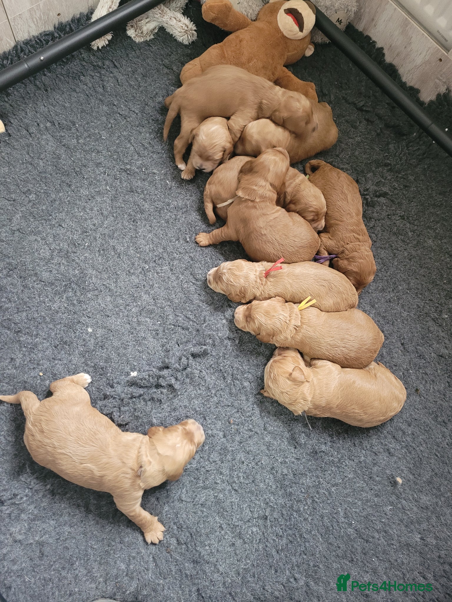 Goldendoodle dogs Gorgeous Goldendoodles  - Advert 3