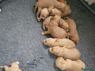 Goldendoodle dogs Gorgeous Goldendoodles - Advert 3