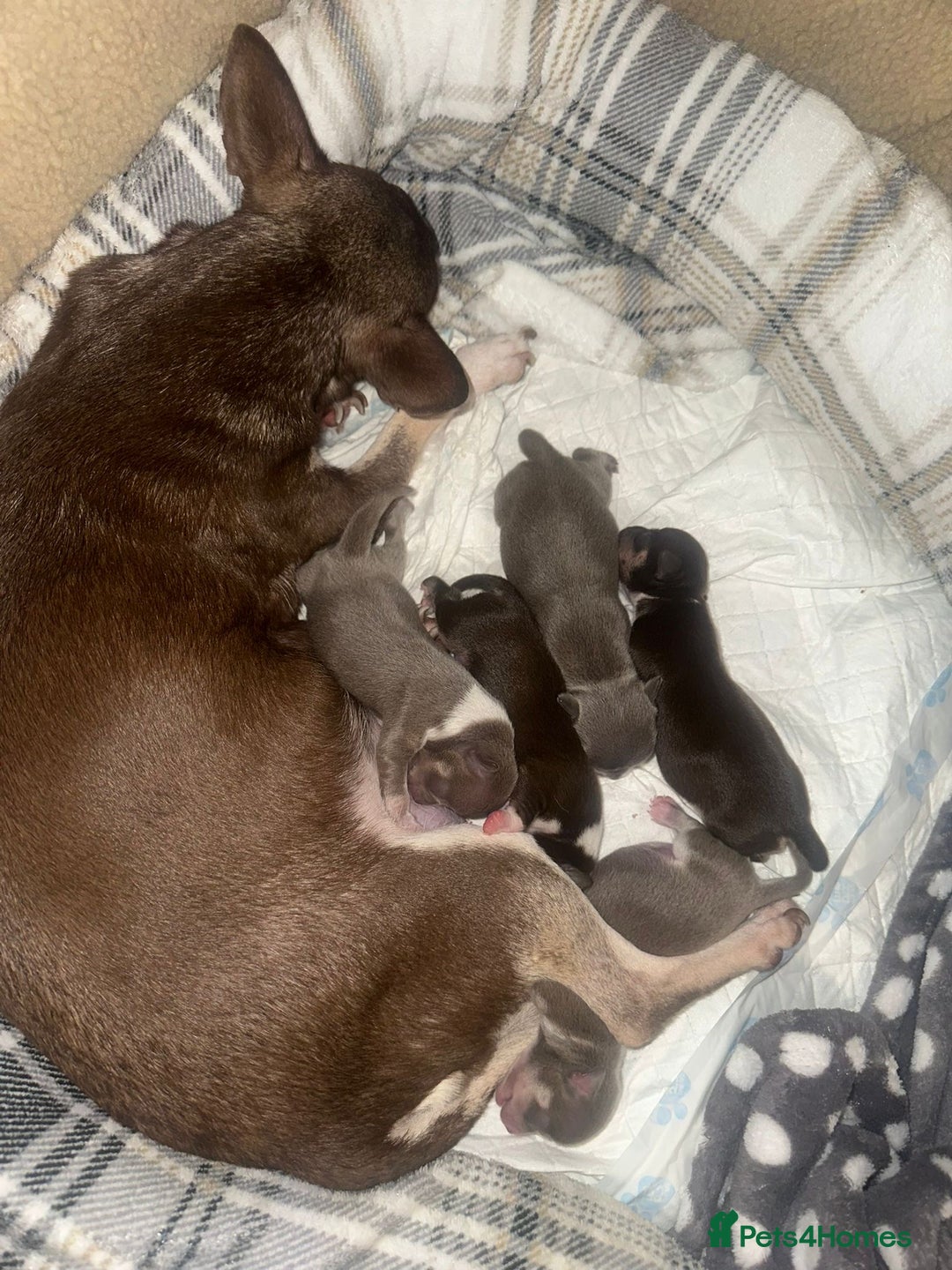 Chihuahua dogs for stud: Proven Lilac KC registered chihuahua for stud  in Liverpool - Advert 29