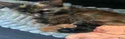 Domestic Shorthair cats for sale: Five cute little kittens  - Advert 2