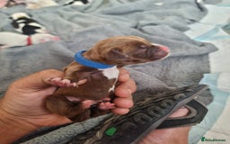 Mixed Breed dogs for sale: Cockerbull - Image 7